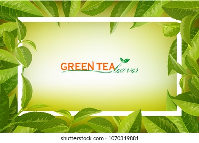 Organic tea frame logo. Green Tea  leaves on Orange background. Business logotype.Design for tea packaging, natural cosmetics and health care products with place for text. Vector illustration.