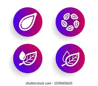 Organic tested, Pumpkin seed and Leaf dew icons simple set. Halftone dots button. Leaf sign. Bio ingredients, Vegetarian food, Water drop. Nature leaves. Nature set. Vector