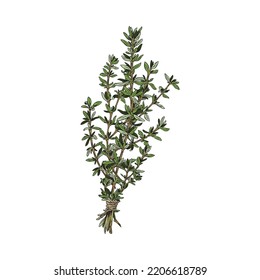 Organic thyme bunch, colored sketch vector illustration isolated on white background. Thyme branches with leaves. Natural botanical element for cooking, seasoning and essential oil production.