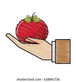 organic tomato vegetable in the hand icon