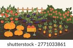 Organic vegetable garden with pumpkins, tomatoes, carrots and raspberries, autumn harvest in the backyard, rural farming landscape vector illustration