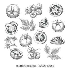 Organic vegetable tomato hand-drawn set. Sketch of whole tomatoes slices half quarter flower cherry branch leaves, engraved love apple isolated vector illustration