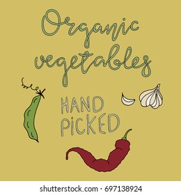 Organic Vegetables. Organic products vector illustration for local vegetables market. Vector hand drawn farm market Illustration. 