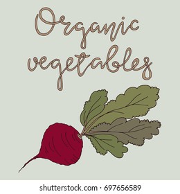 Organic Vegetables. Organic products vector illustration for local vegetables market. Vector hand drawn farm market Illustration. 
