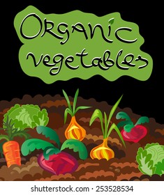 Organic vegetables vector illustration. Vegetables on garden bed. Cute design element. Cartoon food background. Handwritten lettering. 