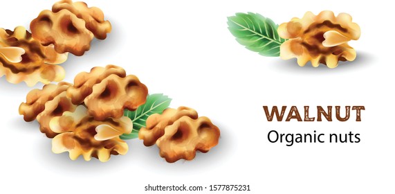 Organic walnut nuts with mint leaves decorations. Vector