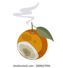 Organic waste template. Bad rotten Orange fruit isolated on white. Citrus fruit becomes spoiled. Food waste. Rotten Orange with Stinky Rot. Bad smell from mold on Citrus