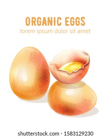 Organic watercolor eggs. Yolk with light reflecting. Vector