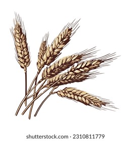 Organic wheat crop ripe for harvesting, healthy meal icon isolated