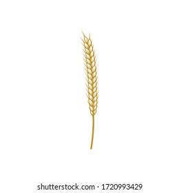 Organic wheat spike vector illustration