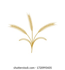 Organic wheat spike vector illustration