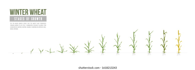 Есо (Organic) Winter Wheat grows stages. Vector. Major growth stages. White Background