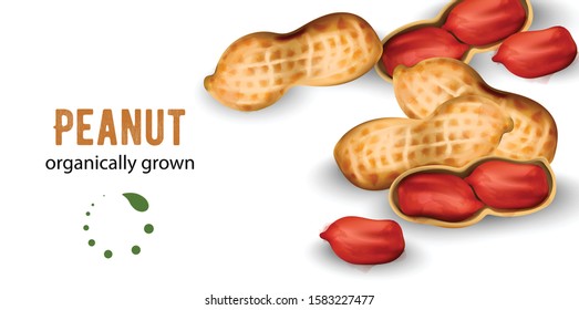 Organically grown peanuts in watercolor style. Vector