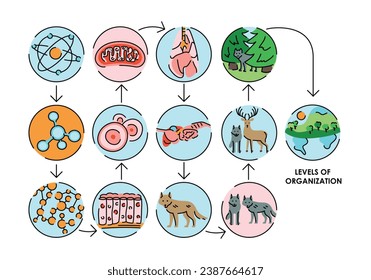 Organisation in organism color line icon. Vector isolated element. Editable stroke.