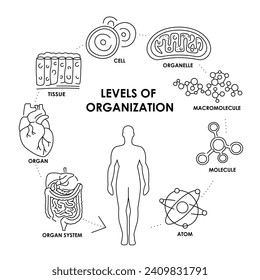 Organisation in organisms color line  diagram. Vector isolated element. Editable stroke.