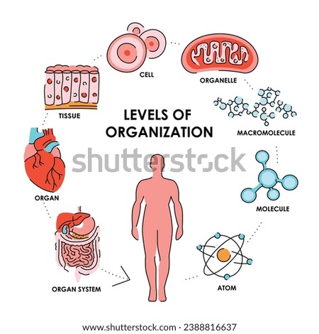 Organisation in organisms color line  diagram. Vector isolated element. Editable stroke.