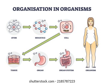 Organisation in organisms with hierarchical level structure outline diagram. Labeled educational scheme with atom, molecule, cell and tissue microscopic example and organ systems vector illustration