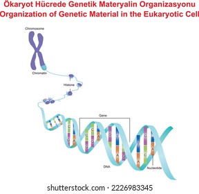 Organización de Material Genético en la Célula Eucariótica