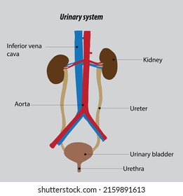 Organization Human Urinary System Kidney Anatomy Stock Vector (Royalty ...