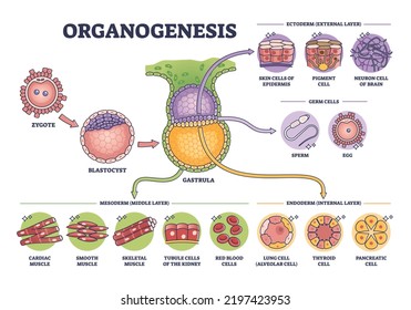 Organogenesis phase stages of embryonic development process outline diagram. Labeled educational anatomy scheme with ectoderm, germ, mesoderm and endoderm leyers for embryo cells vector illustration.