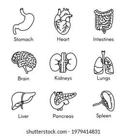 Organs, anatomische Flachzeilensymbole gesetzt. Menschliche Bauchspeicheldrüsen, Magen, Gehirn, Herz, Blase, Darm, Nieren, Lungen, Leber, Milz, Vektorgrafiken. Umrisse Piktogramme für die Klinik. 