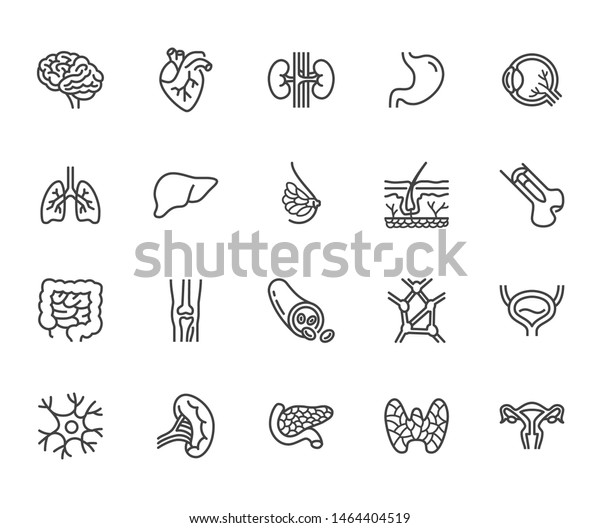 Organs, anatomy\
flat line icons set. Human bones, stomach, brain, heart, bladder,\
nervous system vector illustrations. Outline pictograms for medical\
clinic. Editable\
Strokes.