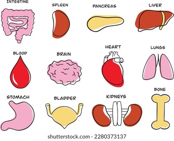 Organs. Biology. Medicine. Healthy. Set