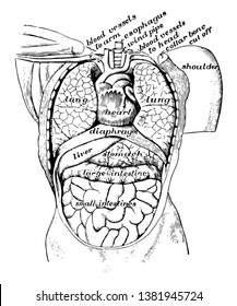 Órganos de la cavidad corporal vistos desde la parte delantera, el dibujo vintage o la ilustración de grabado.