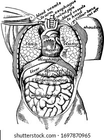 Internal Body 1 Esophagus 2 Stomach Stock Vector (Royalty Free ...