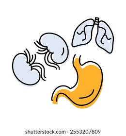 Órgãos - Sistemas Digestivos e Respiratórios Representando a Funcionalidade do Corpo