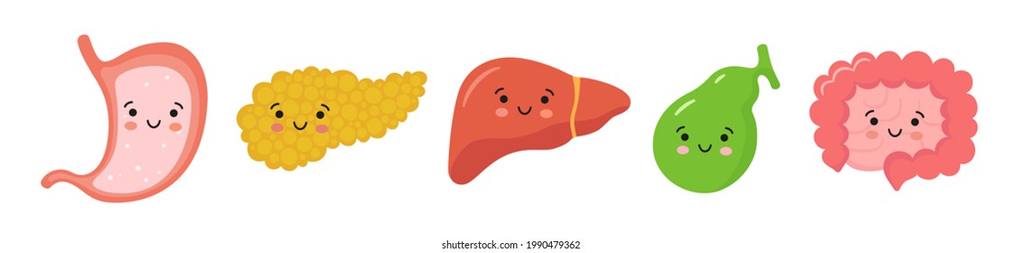 Organs of the gastrointestinal tract in kawaii style. Smiling stomach, pancreas, liver, gallbladder, small and large intestine characters. Vector isolated illustration in flat and cartoon style.