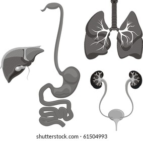 organs gray