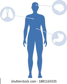 organs in the human body