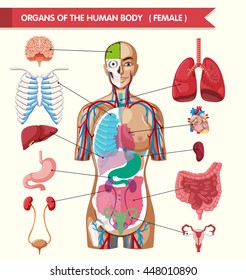 Organs Of The Human Body Illustration