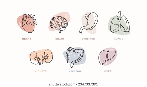 organs icons set body digestive, simple hand drawn organs illustration collection isolated vector children infographics line design school educational heart kidney lungs stomach liver intestine brain