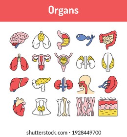Organs line icons set. Isolated vector element. Outline pictograms for web page, mobile app, promo. Editable stroke.