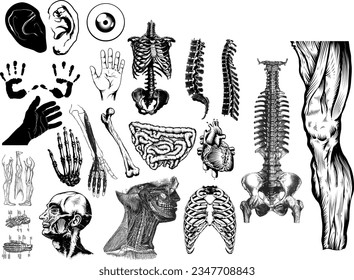 Organs setzen 50 einfache schwarze Symbole. Körper, Anatomie Icon Design für Web-und mobile Geräte.