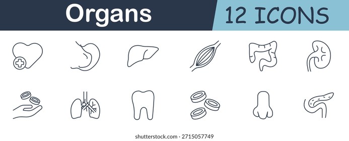 Organs set icon. Heart with cross, stomach, liver, muscle fiber, intestines, kidney, lungs, tooth, red blood cells, nose, pancreas, internal human body parts.
