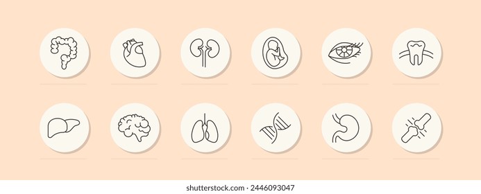 Organs set icon. Intestinal tract, stomach, liver, brain, lungs, embryo, DNA, tooth, eye, heart, eyelids, eyelashes. mesh, pastel colors. Self care concept. Vector line icon.