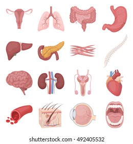 Organs set icons in cartoon style. Big collection of organs vector illustration symbol.