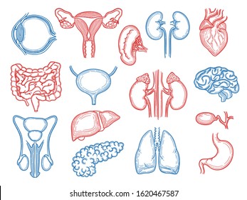 Organs sketch. Human body parts medical anatomy set liver hearts kidney brain stomach vector