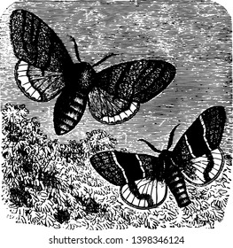 Orgyia Pudibunda laid waste a tract of woods three thousand acres in extent vintage line drawing or engraving illustration.