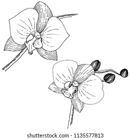 Flor de orquídea aislada en forma de vector. Nombre completo de la planta: orhid. Flor vectorial para fondo, textura, patrón envolvente, marco o borde.