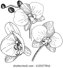 Orhid flower in a vector style isolated. Full name of the plant: orhid. Vector flower for background, texture, wrapper pattern, frame or border.