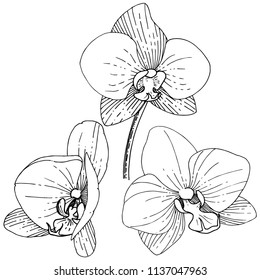 Orhide Blume im Vektorstil einzeln. Vollständiger Name der Pflanze: Orhid. Vektorblume für Hintergrund, Textur, Wrapper-Muster, Rahmen oder Rahmen.
