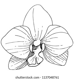 Orhid flower in a vector style isolated. Full name of the plant: orhid. Vector flower for background, texture, wrapper pattern, frame or border.