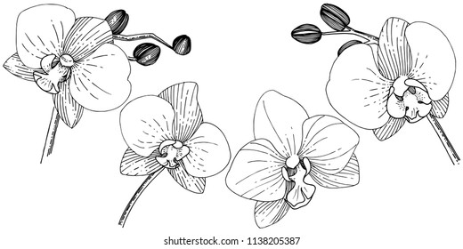 Orhid flower in a vector style isolated. Full name of the plant: orhid. Vector flower for background, texture, wrapper pattern, frame or border.