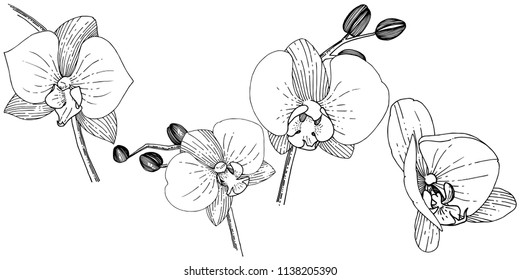 Orhid flower in a vector style isolated. Full name of the plant: orhid. Vector flower for background, texture, wrapper pattern, frame or border.