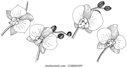Orhid flower in a vector style isolated. Full name of the plant: orhid. Vector flower for background, texture, wrapper pattern, frame or border.