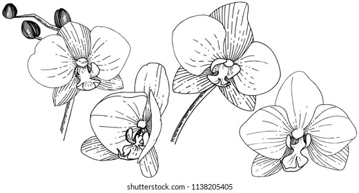 Orhid flower in a vector style isolated. Full name of the plant: orhid. Vector flower for background, texture, wrapper pattern, frame or border.